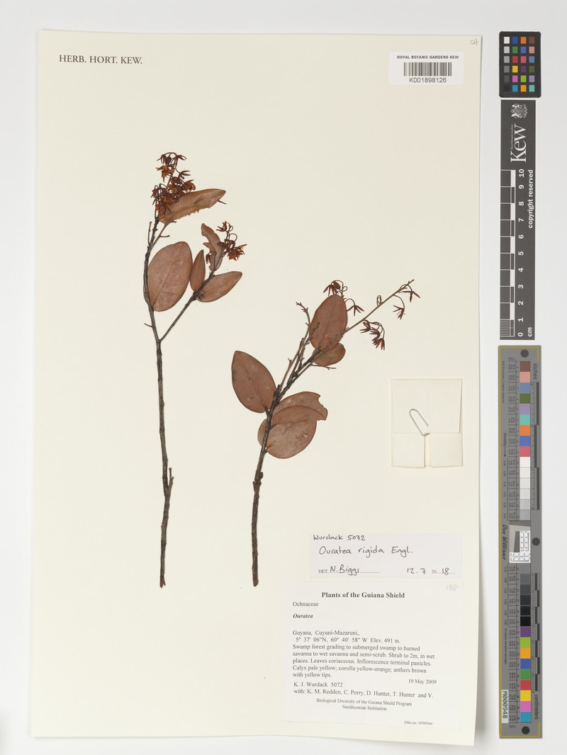 Ouratea rigida
