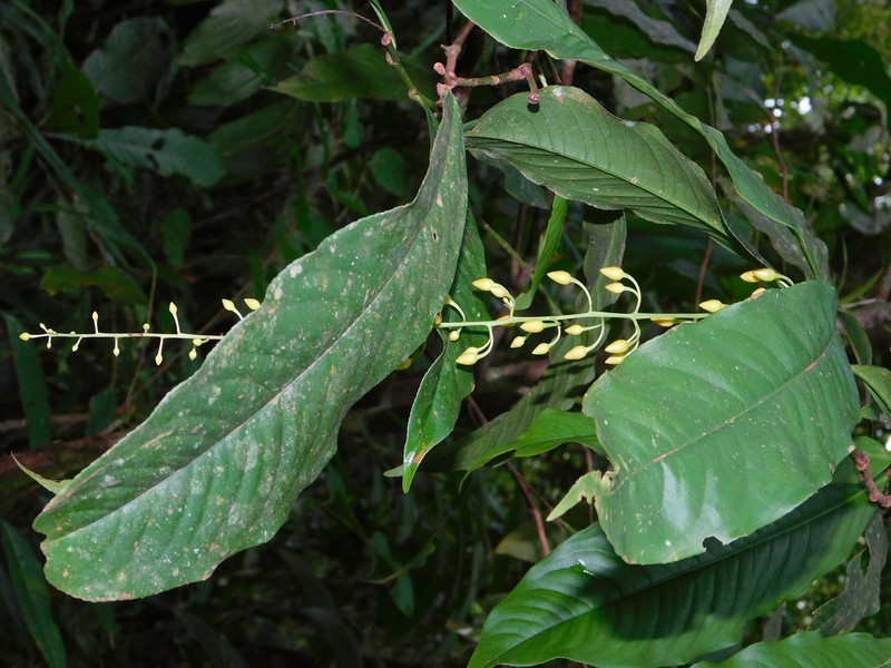 Ouratea rinconensis