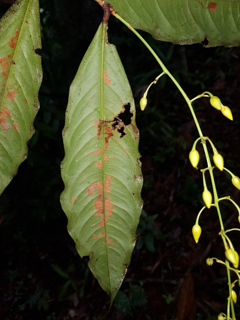 Ouratea rinconensis photo 2