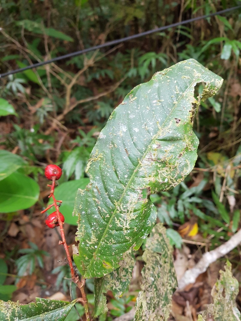 Ouratea rinconensis photo 4