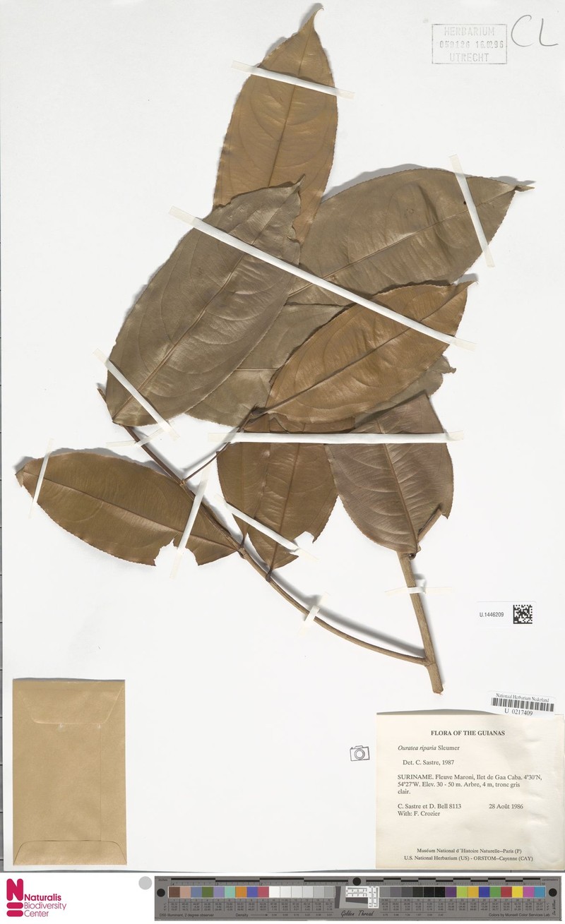 Ouratea riparia