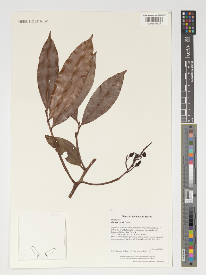 Ouratea rorida