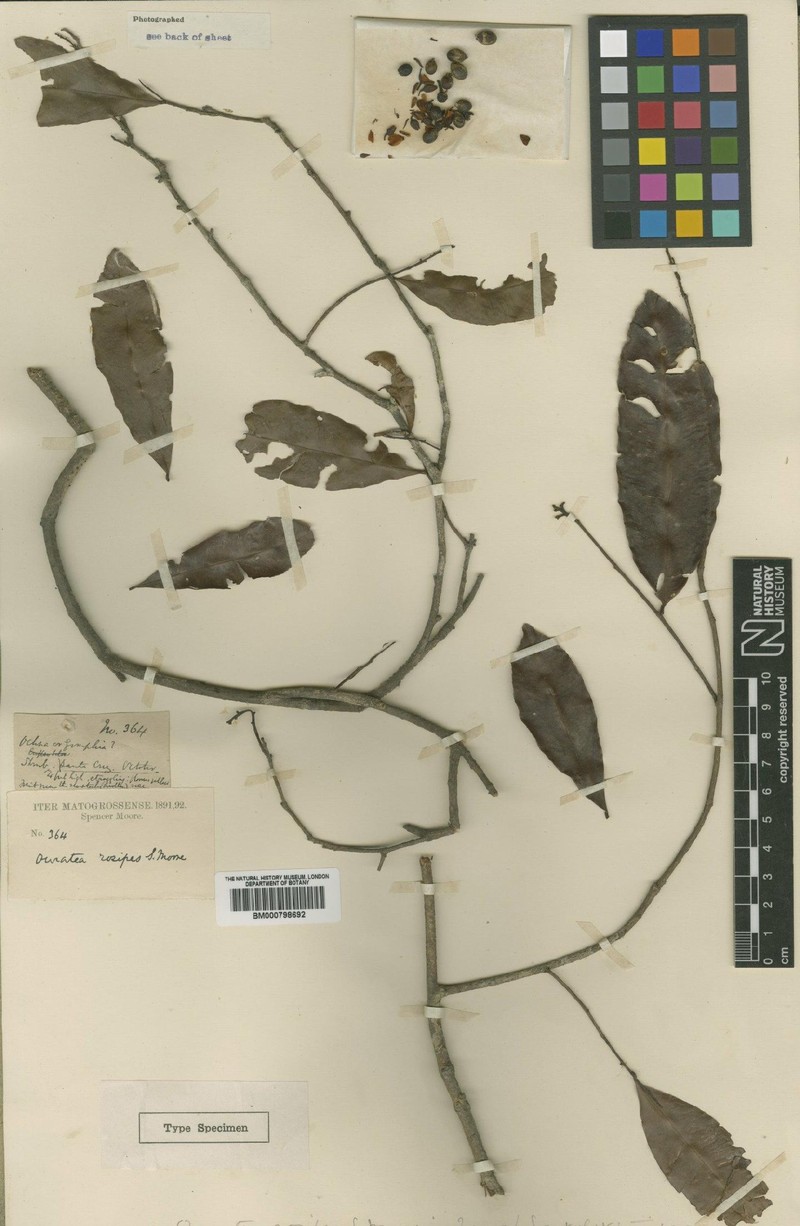 Ouratea rosipes