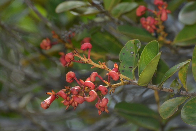 Ouratea rotundifolia