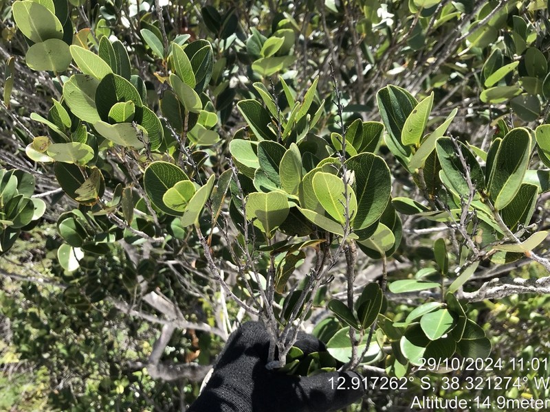 Ouratea rotundifolia photo 2