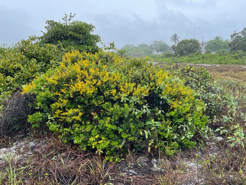 Ouratea rotundifolia photo 3