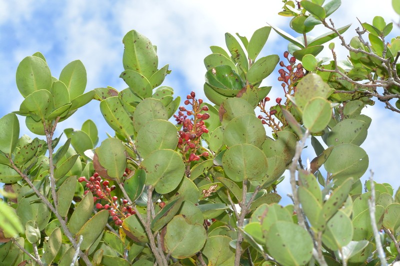 Ouratea rotundifolia photo 4