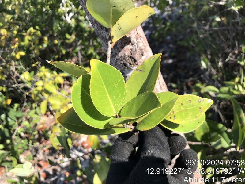 Ouratea rotundifolia photo 5