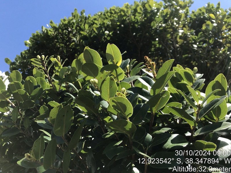 Ouratea rotundifolia photo 6