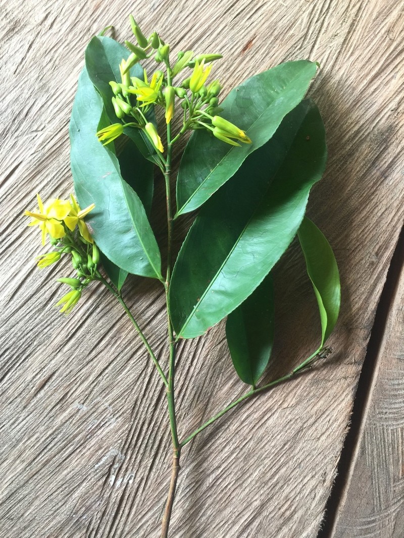 Ouratea rubricyanea