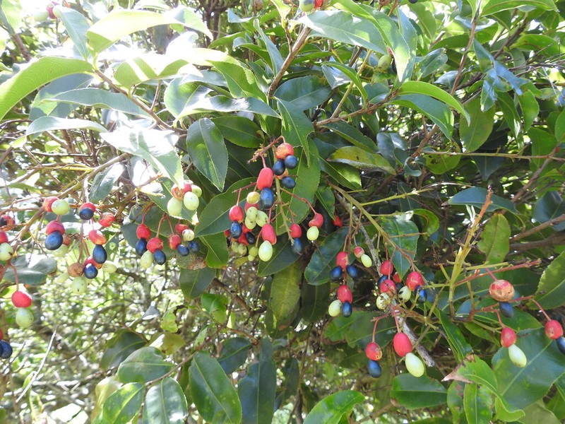 Ouratea salicifolia