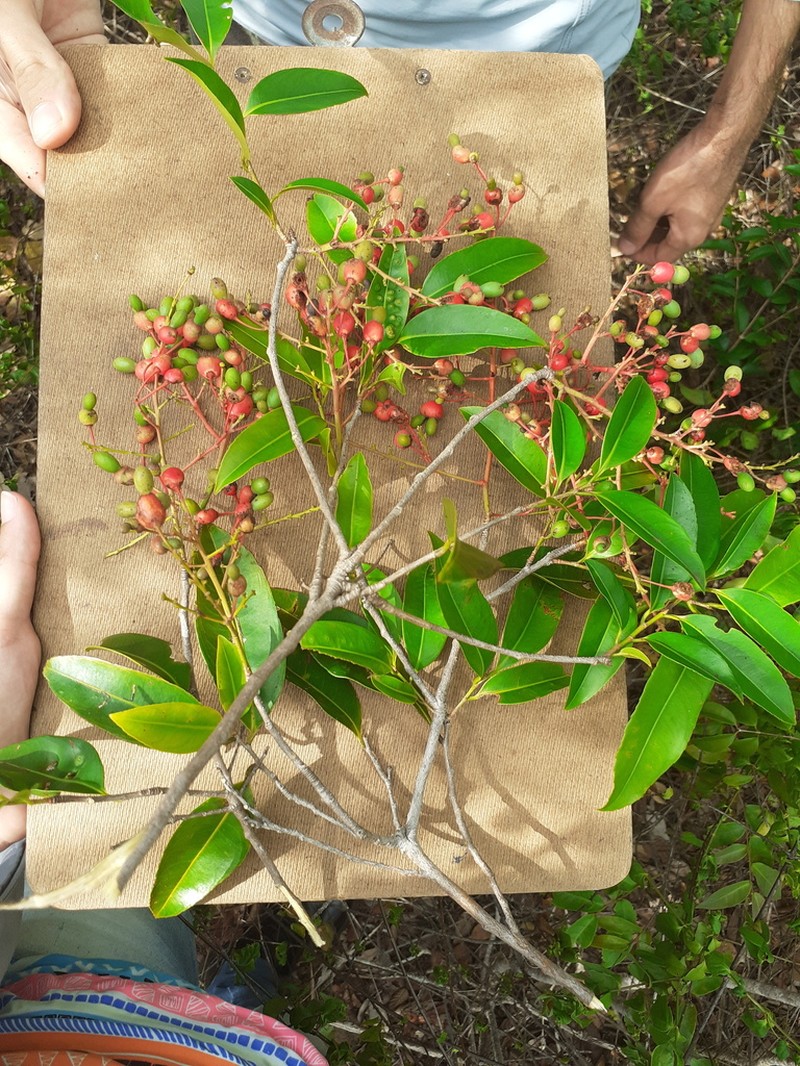 Ouratea salicifolia photo 2
