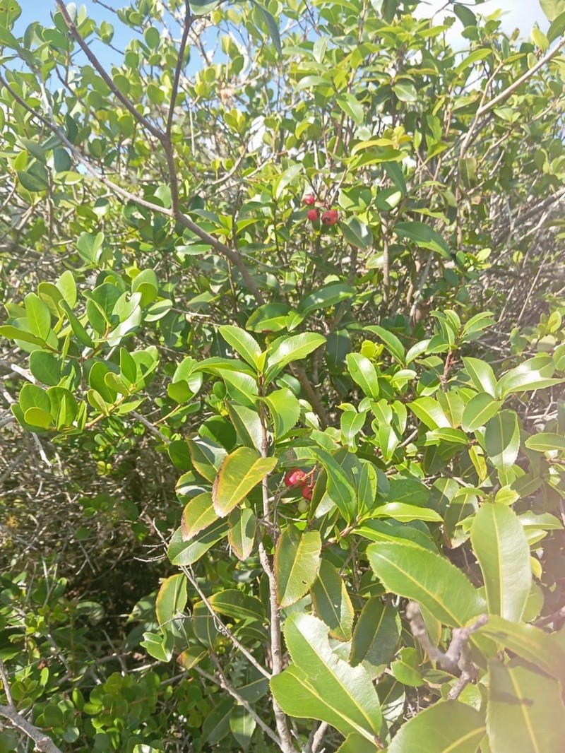 Ouratea salicifolia photo 3
