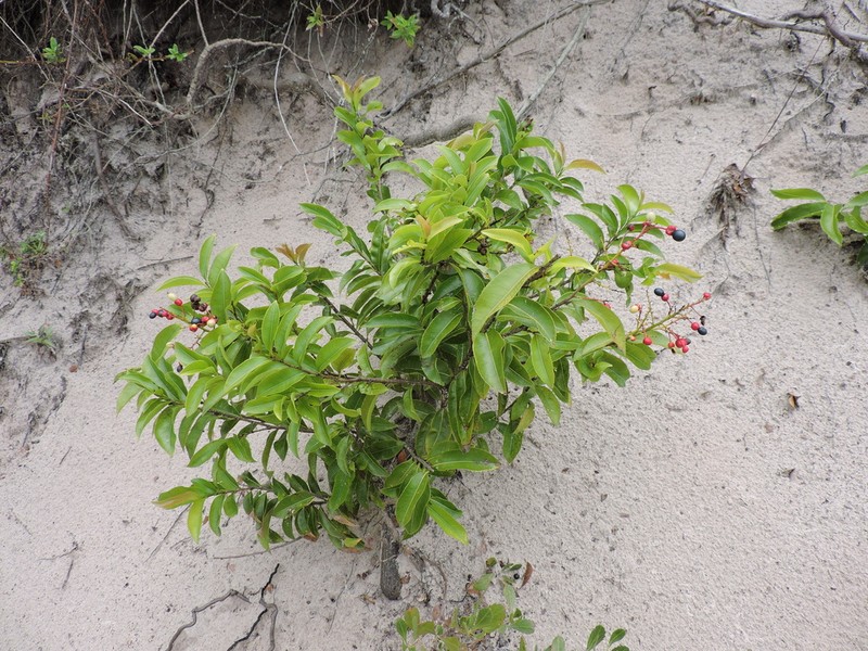 Ouratea salicifolia photo 4