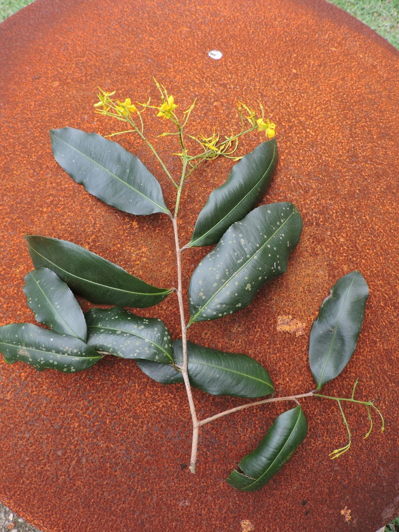 Ouratea salicifolia photo 6
