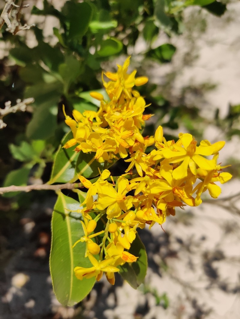 Ouratea salicifolia photo 7