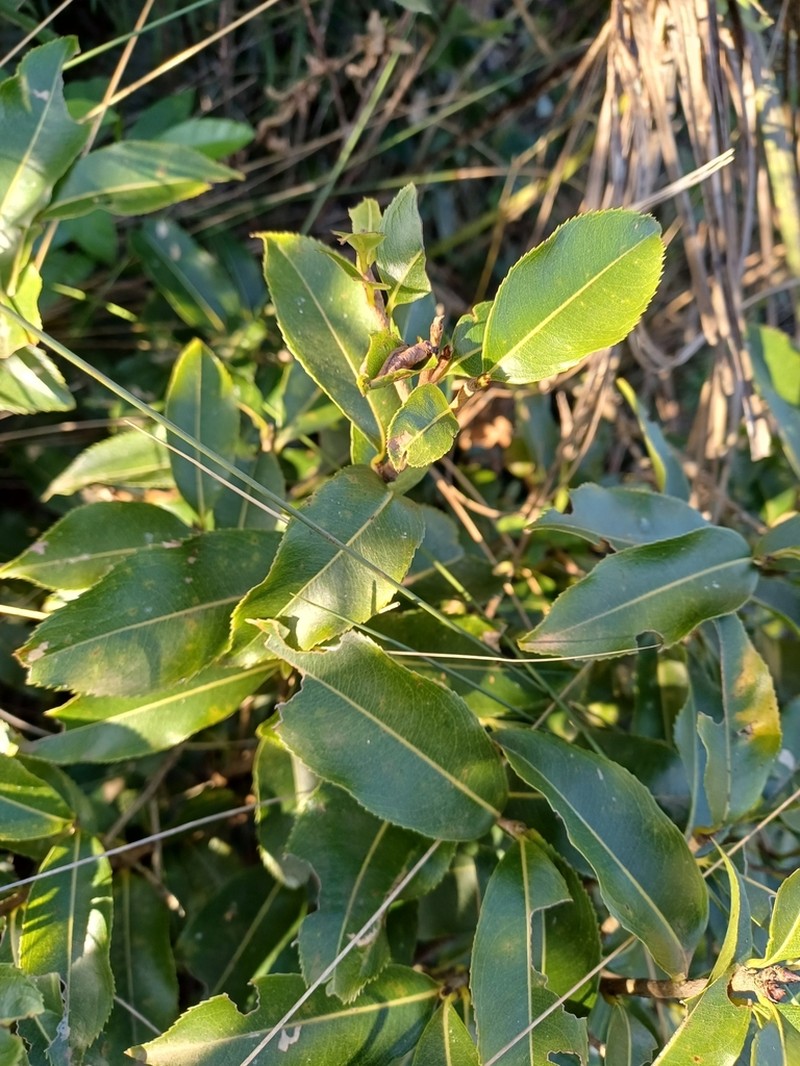 Ouratea salicifolia photo 8