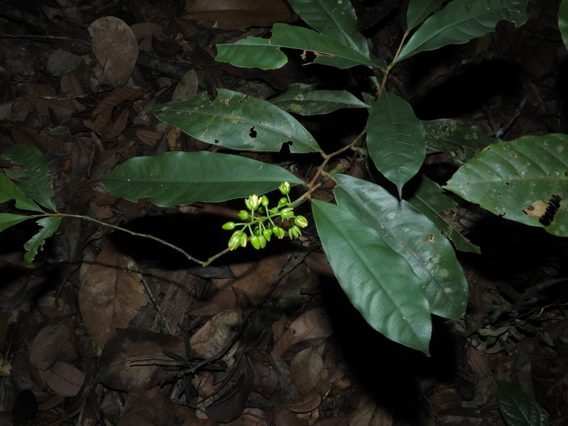 Ouratea saulensis