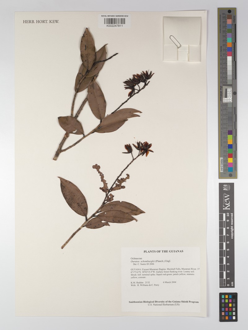 Ouratea schomburgkii