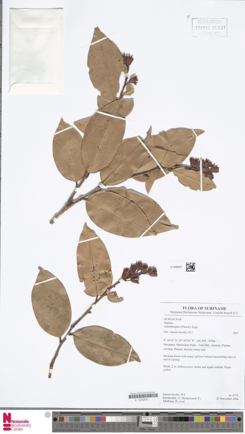 Ouratea schomburgkii photo 2