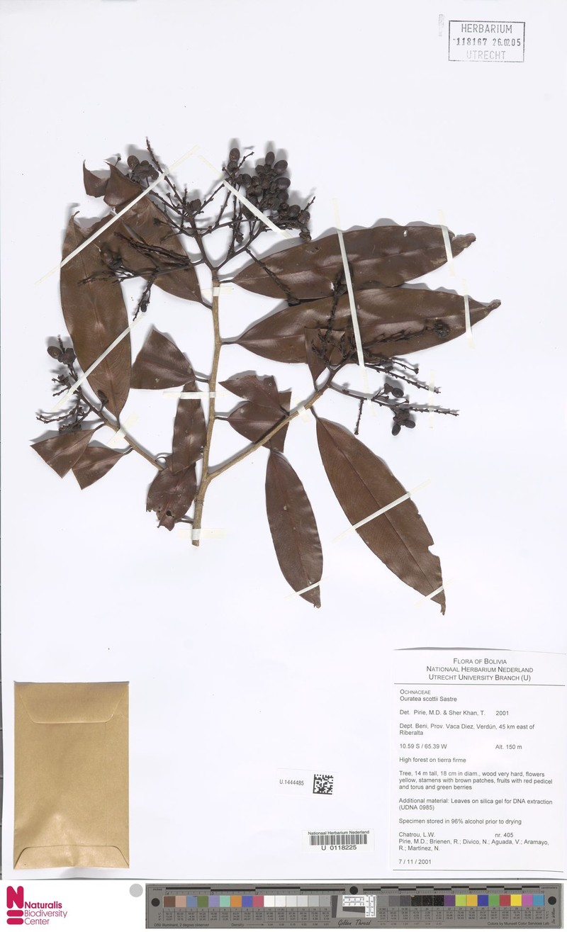 Ouratea scottii