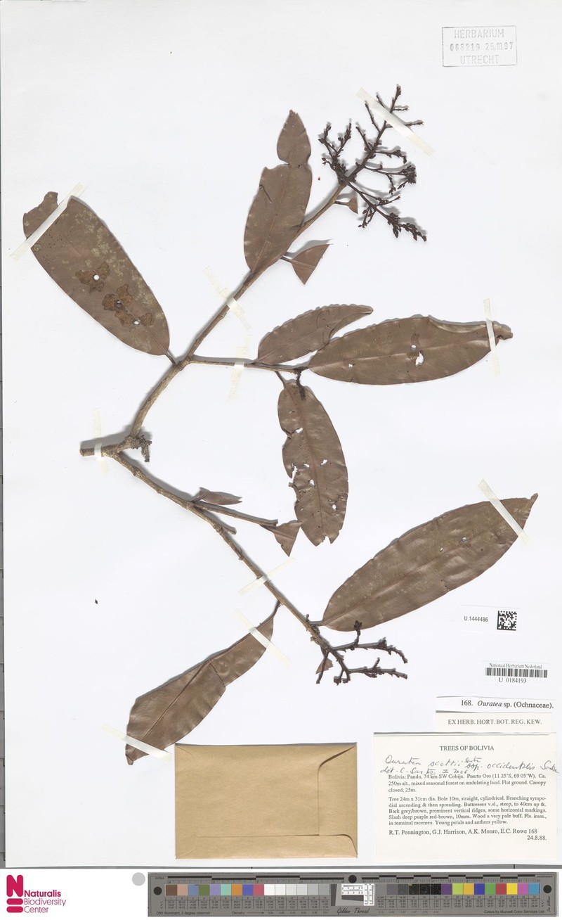 Ouratea scottii subsp. occidentalis