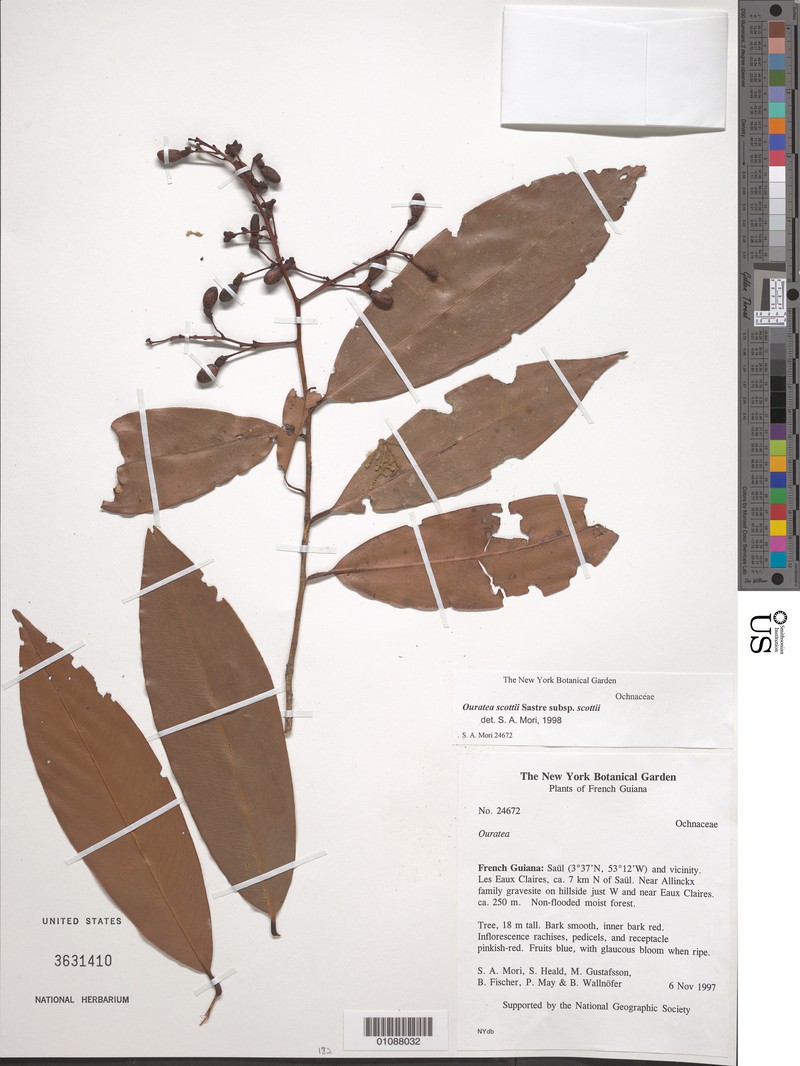 Ouratea scottii subsp. scottii