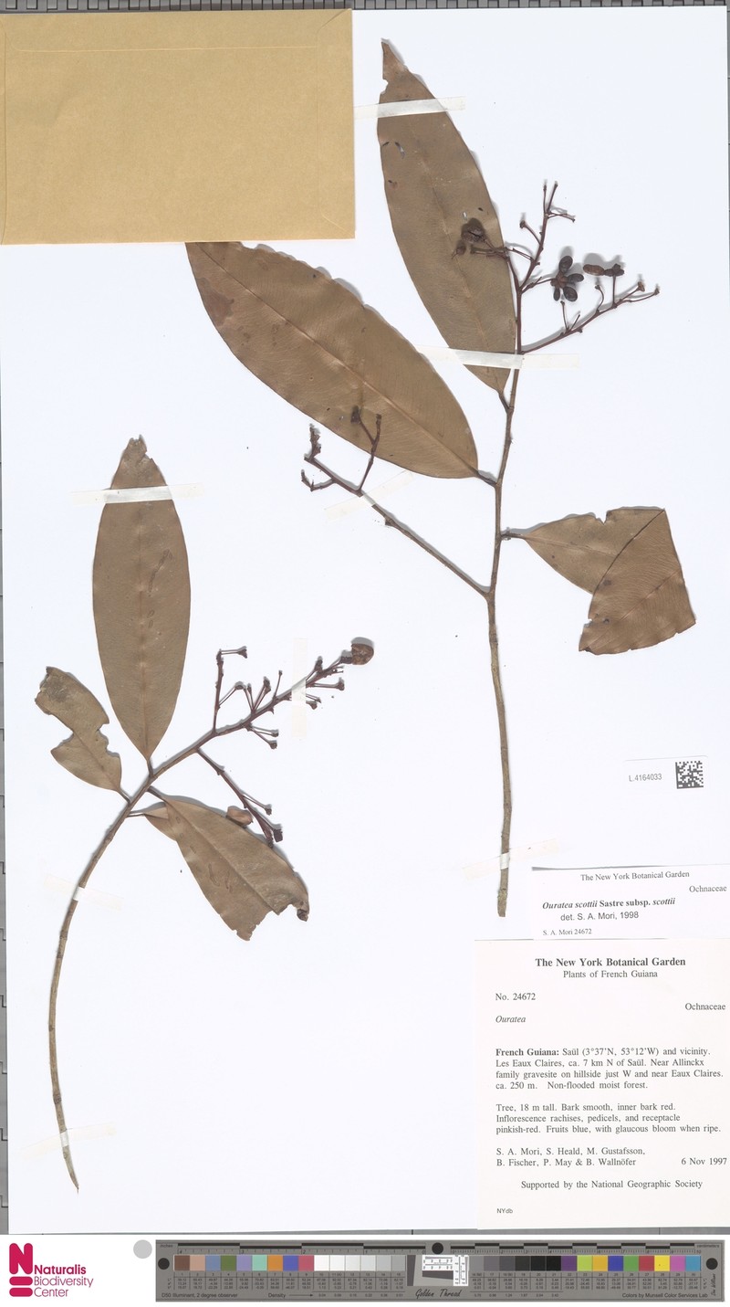 Ouratea scottii subsp. scottii photo 2