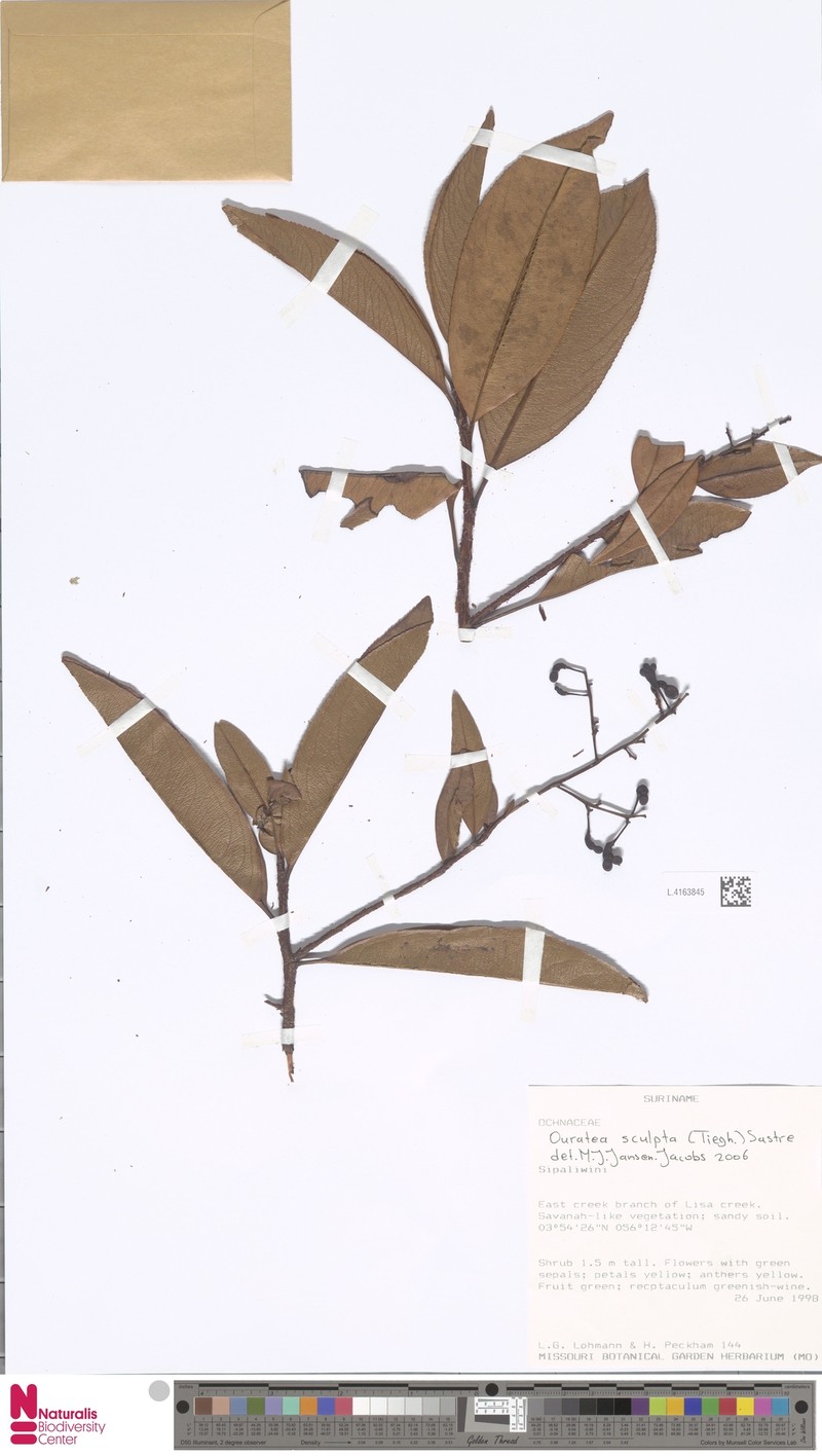 Ouratea sculpta