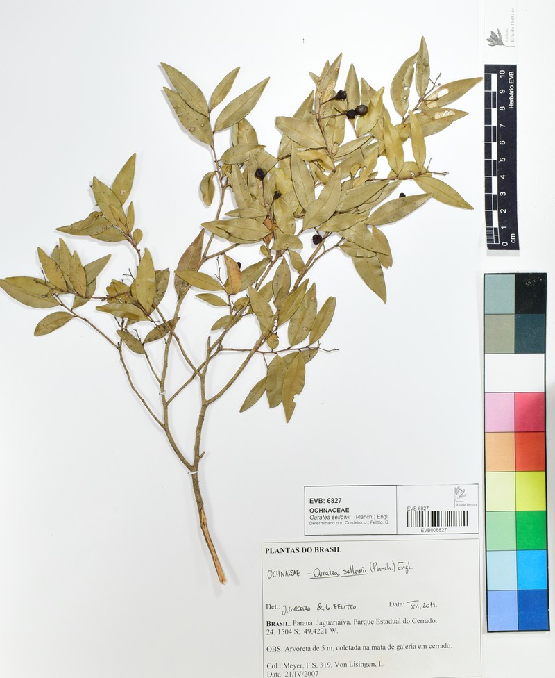 Ouratea sellowii