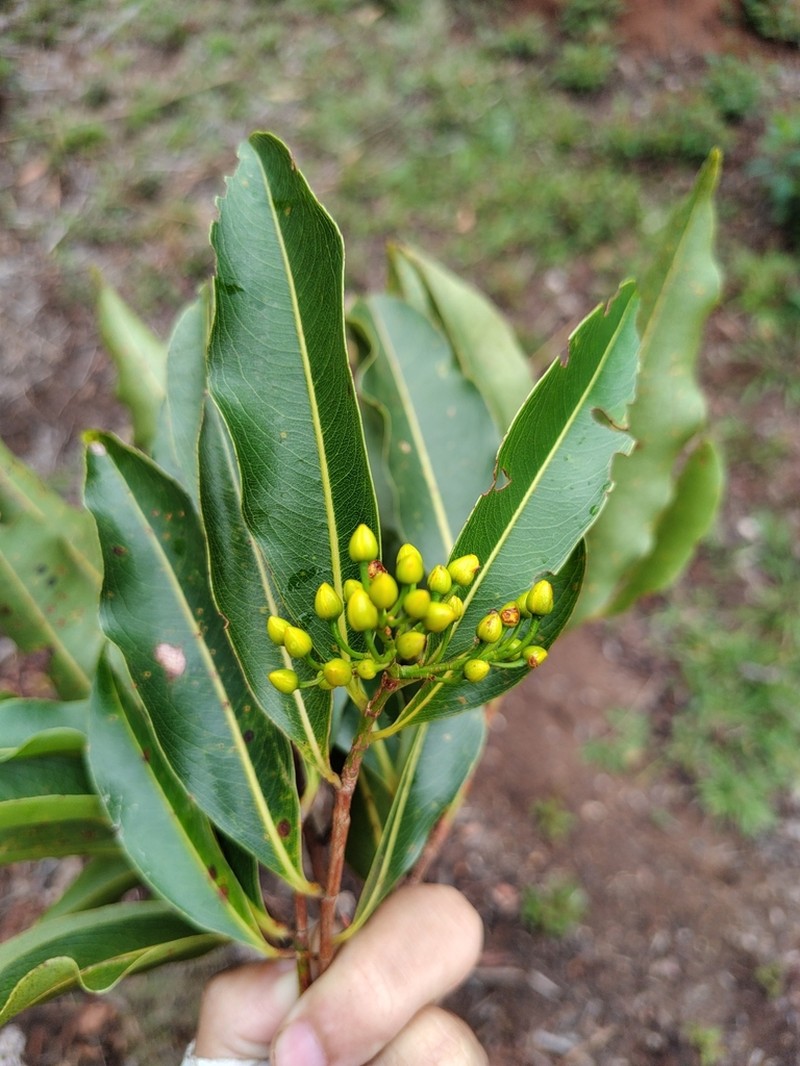 Ouratea semiserrata