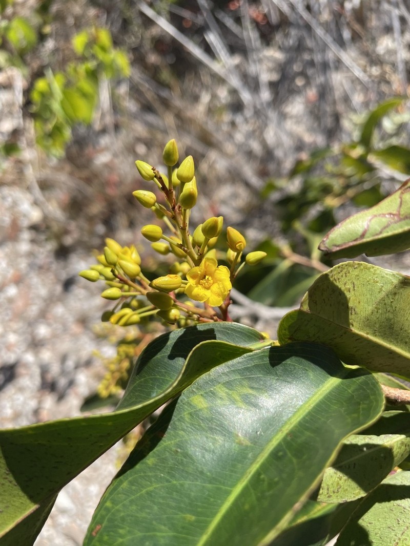 Ouratea semiserrata photo 5