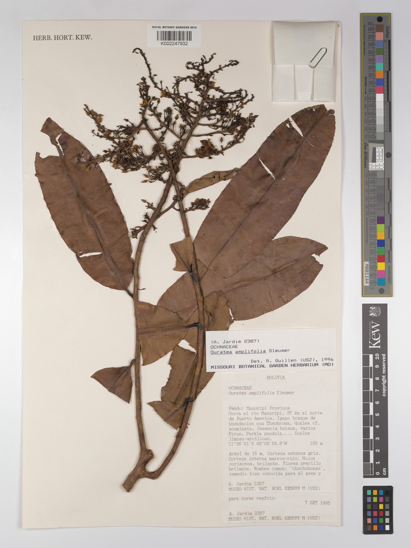 Ouratea simulans