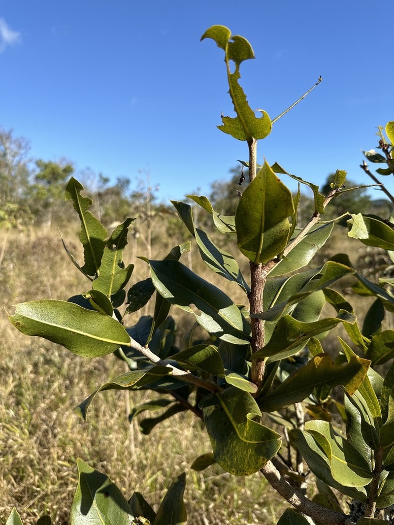 Ouratea spectabilis