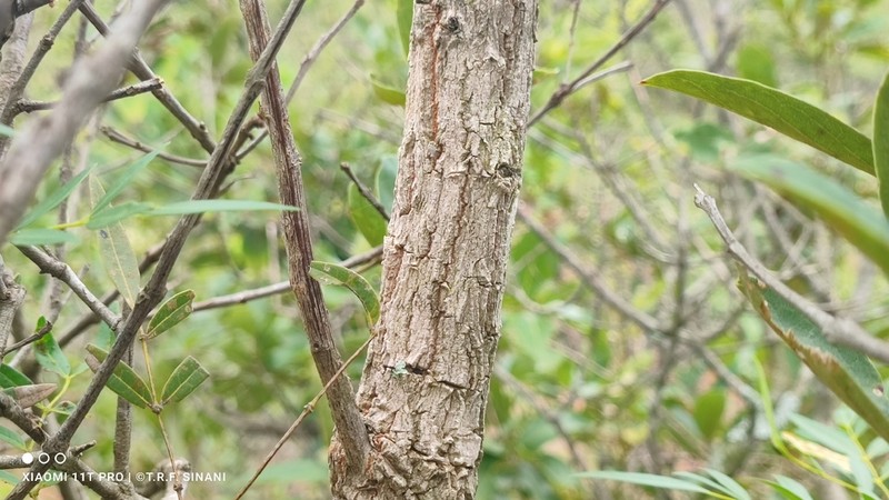 Ouratea spectabilis photo 2