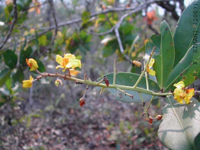 Ouratea spectabilis photo 3
