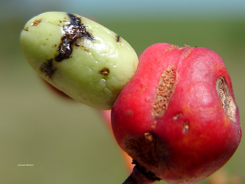 Ouratea spectabilis photo 4