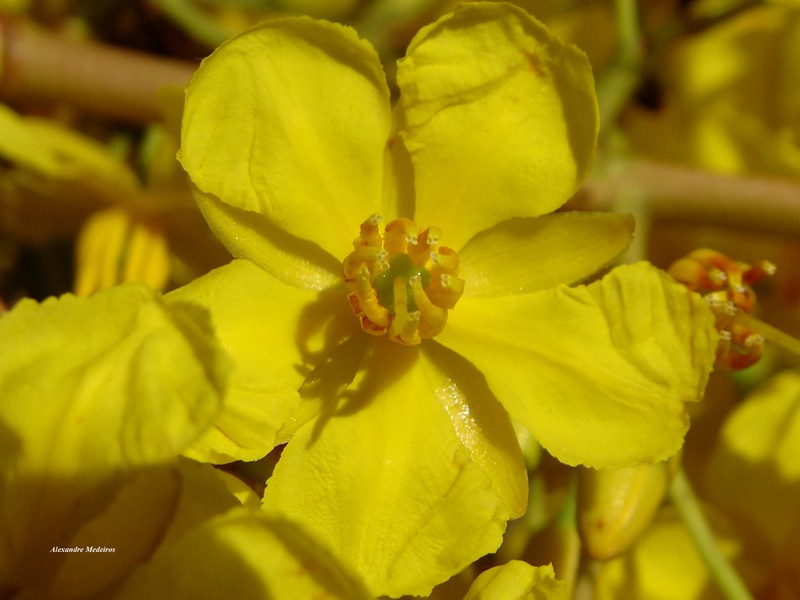 Ouratea spectabilis photo 5
