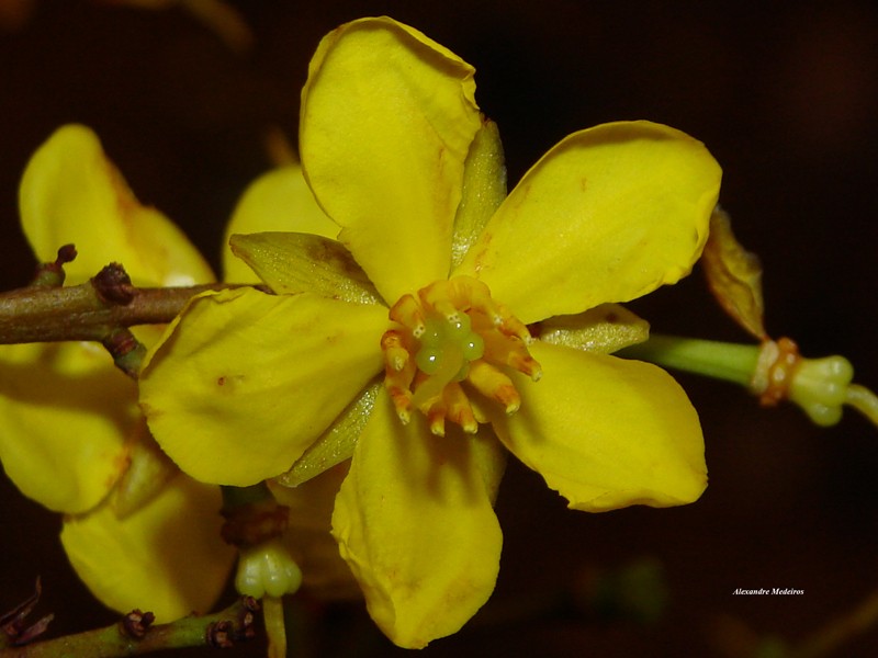 Ouratea spectabilis photo 6