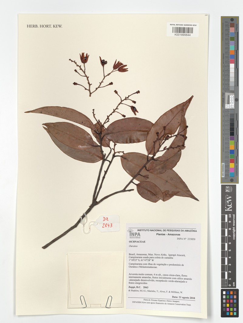 Ouratea spruceana