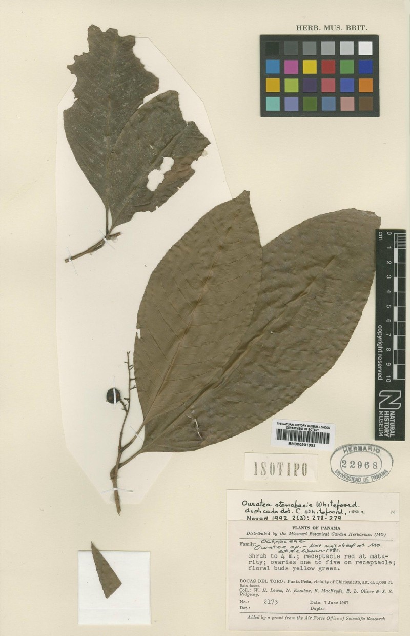Ouratea stenobasis