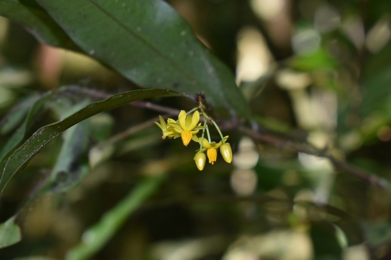 Ouratea stipulata