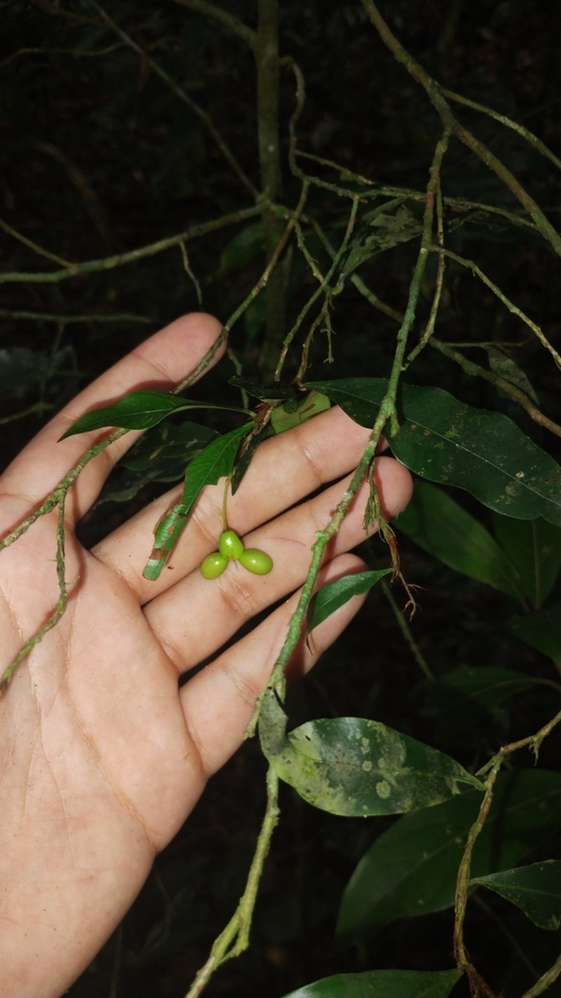 Ouratea stipulata photo 2