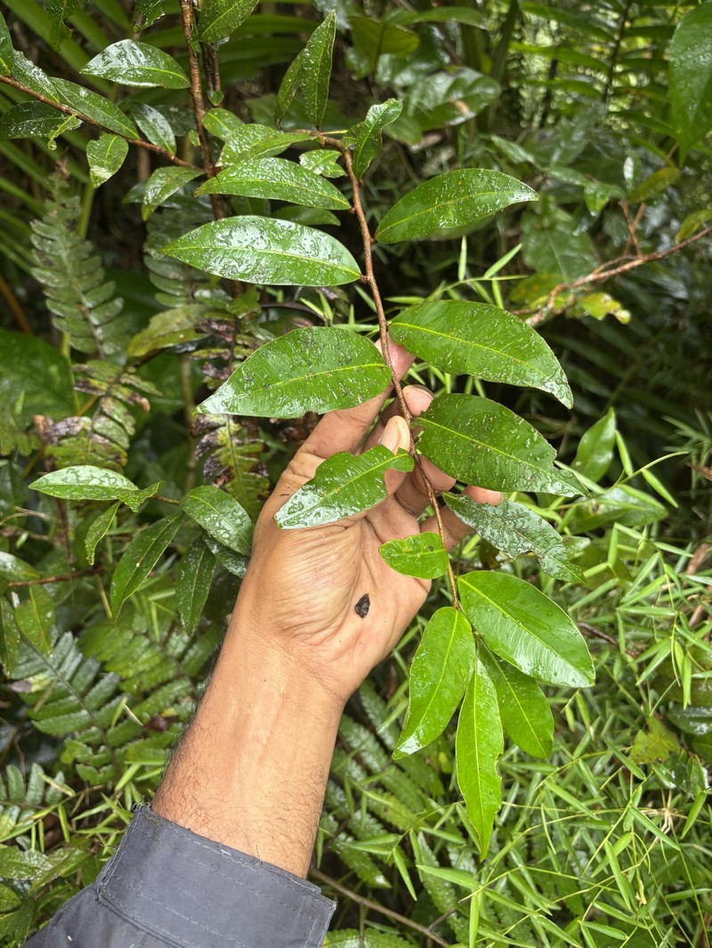 Guanabanilla photo 2