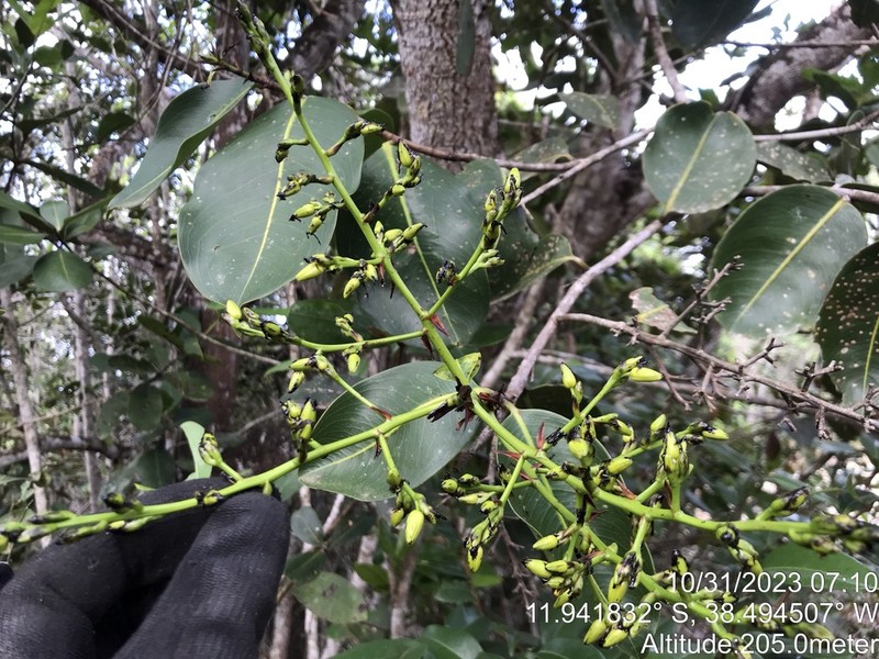 Ouratea suaveolens