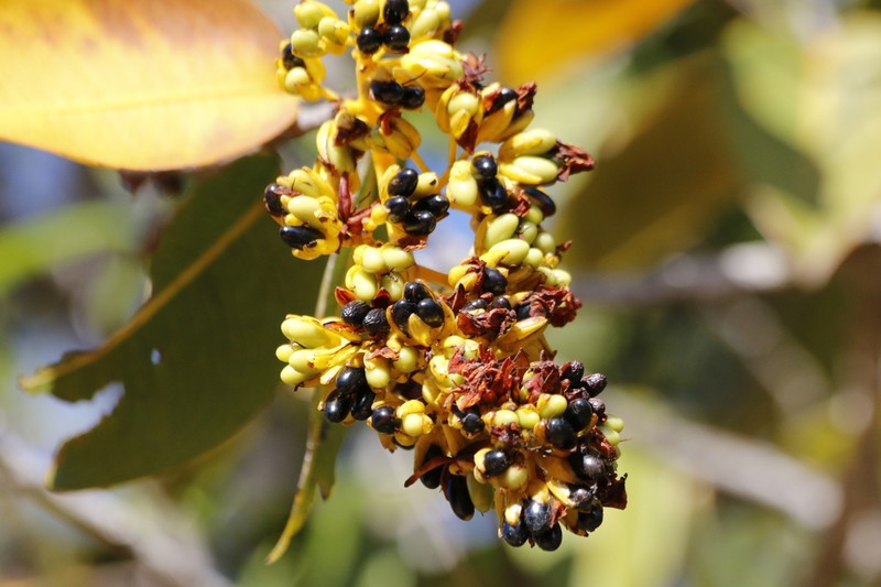 Ouratea suaveolens photo 2