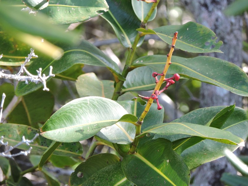 Ouratea suaveolens photo 4