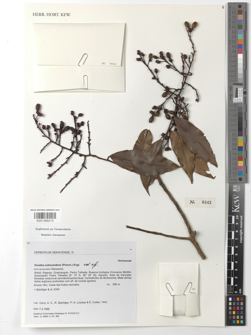 Ouratea subscandens
