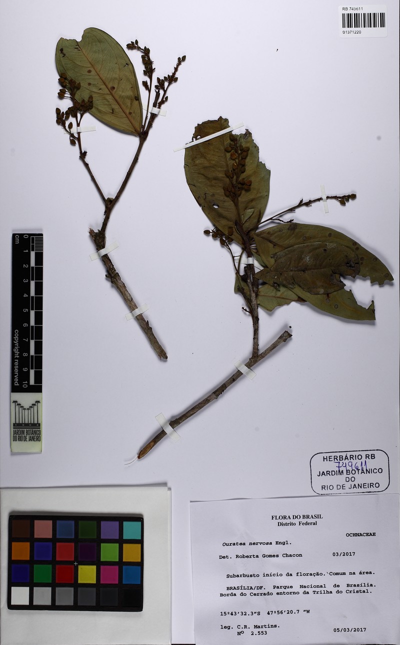 Ouratea subvelutina