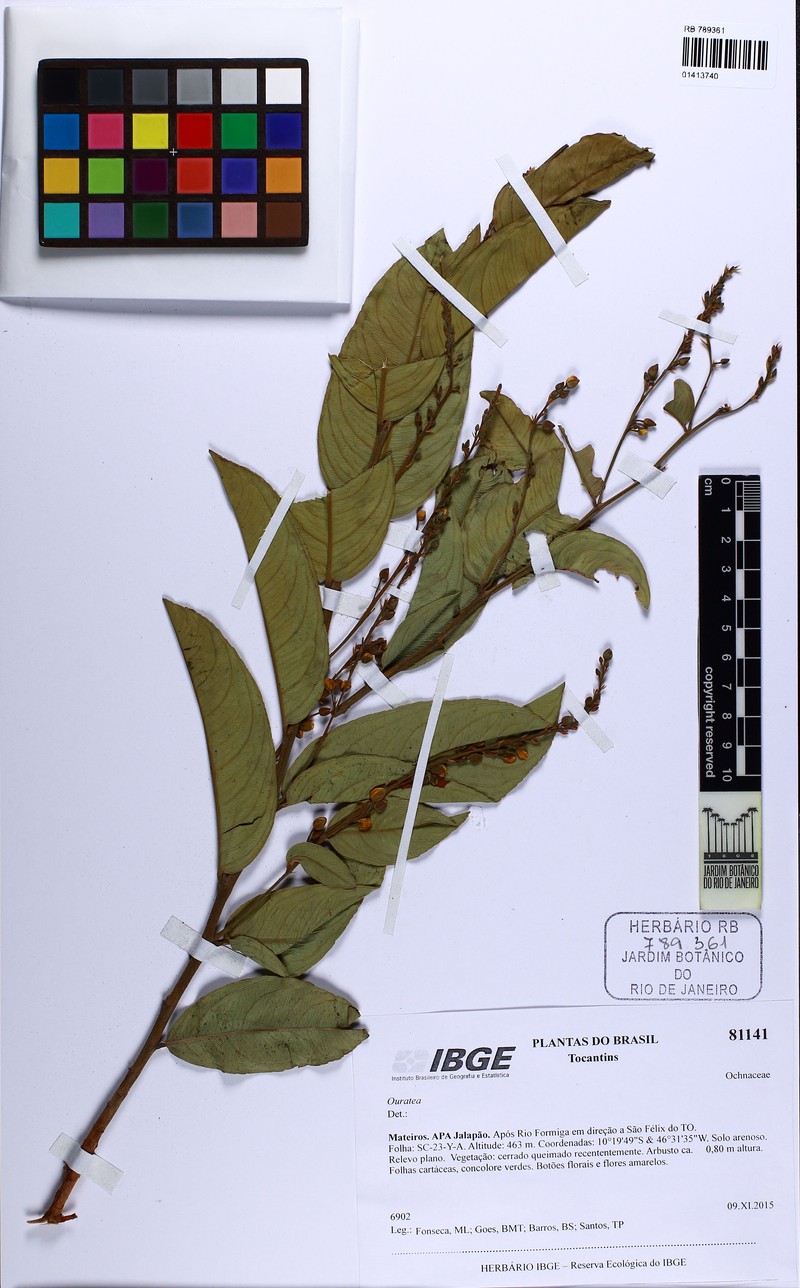 Ouratea subvelutina photo 2
